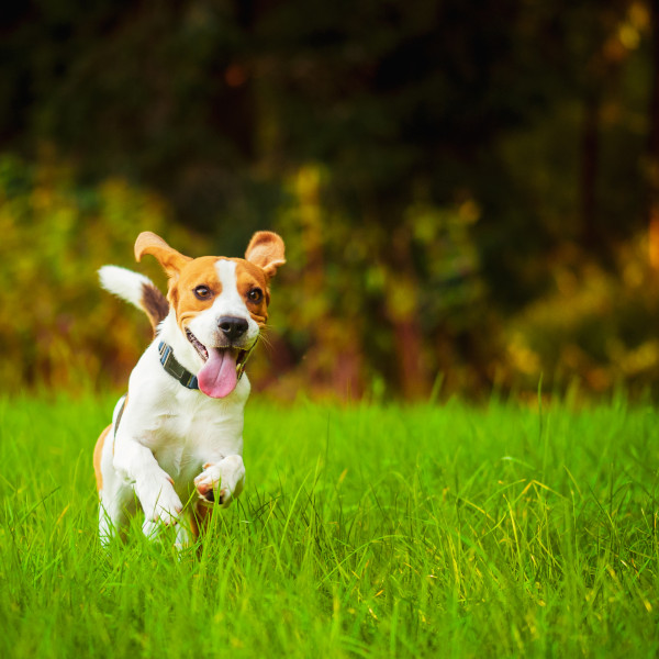 Dog Running in Grass