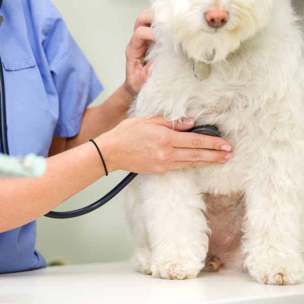 White Dog Getting Exam