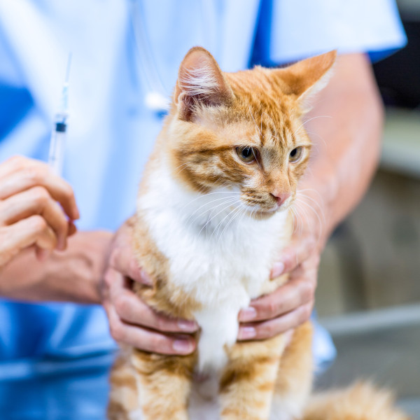 Orange Cat Getting Exam