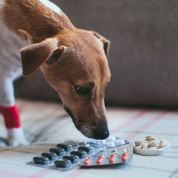 Dog Sniffing Pills