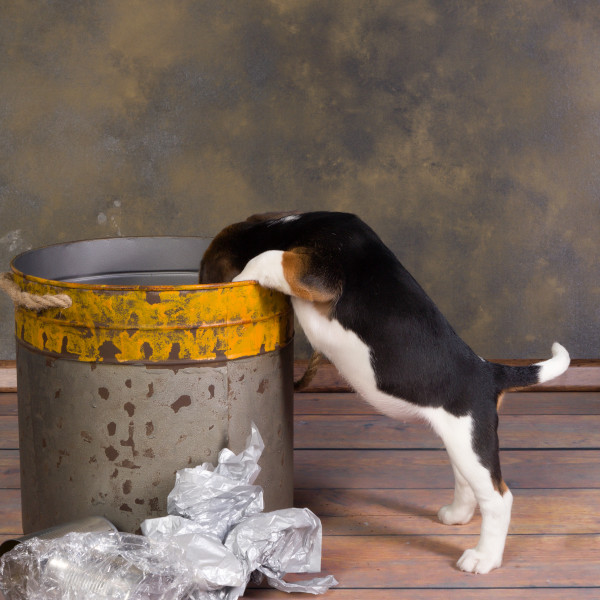 Dog in Trash Can
