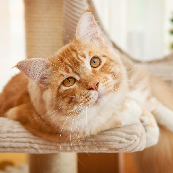 Orange Cat on Cat Tree